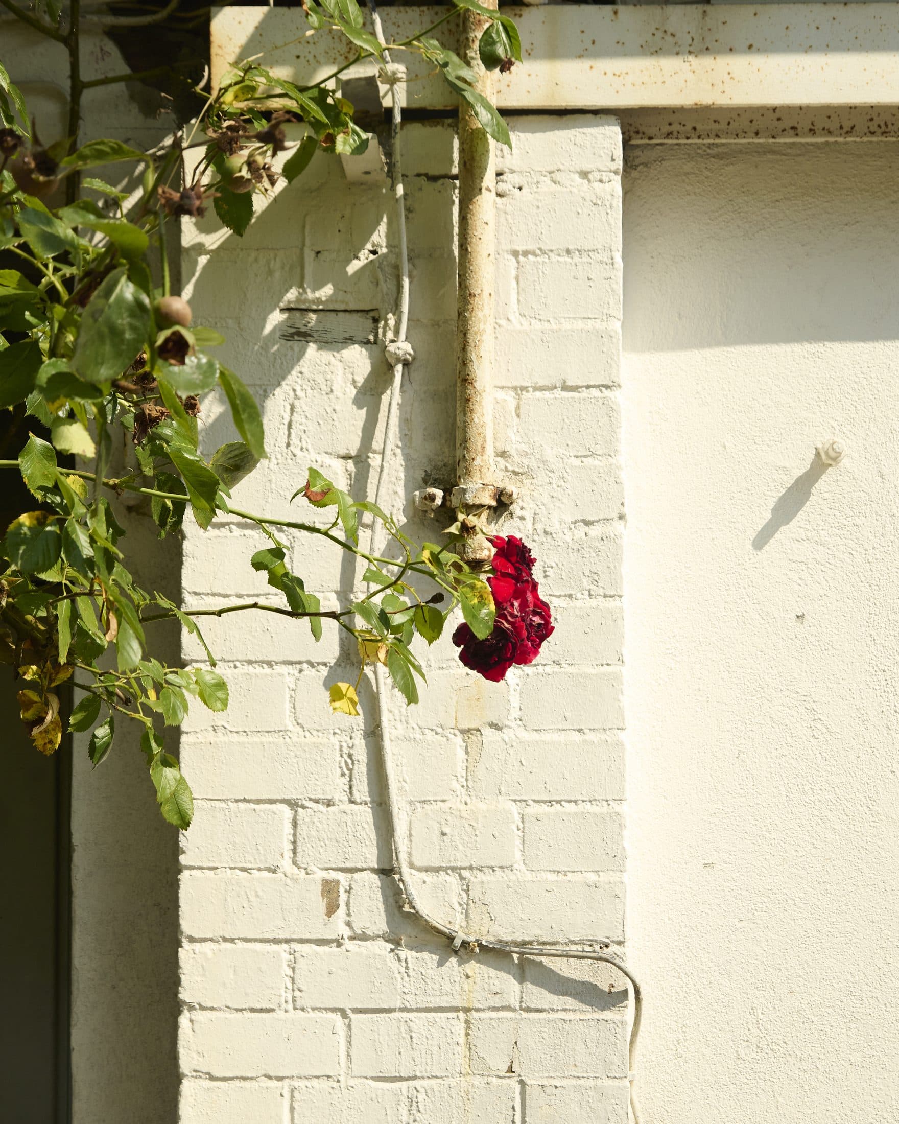 Eine rote Rose an einer weiß gestrichenen Backsteinwand